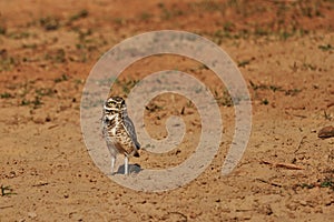 Burrowing owl, Athene cunicularia, sitting at their den in the Pantanal