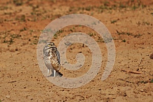 Burrowing owl, Athene cunicularia, sitting at their den in the Pantanal