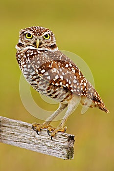 Burrowing Owl, Athene cunicularia, sitting in wooden cross in Cape Coral, Florida, USA. Beautiful owl with nice yellow eyes.