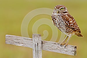 Burrowing Owl, Athene cunicularia, sitting in wooden cross in Cape Coral, Florida, USA. Urban wildlife with bird. Grey little owl photo