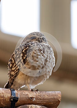 Burrowing Owl (Athene cunicularia) spotted outdoors