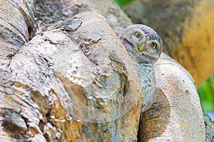 Burrowing Owl (Athene cunicularia) standing on tree hole