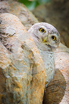 Burrowing Owl