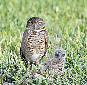 Burrowing Owl and Baby