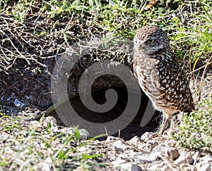 Burrowing Owl at Burrow