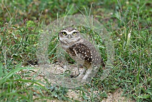 Burrowing owl photo