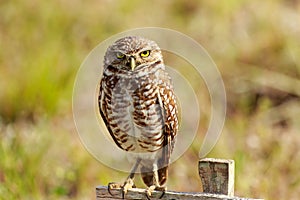 Burrowing Owl Cape Coral Florida