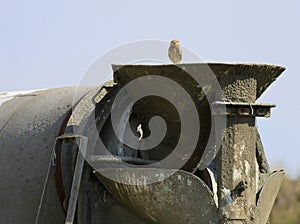 Burrowing Owl on a Cement Truck