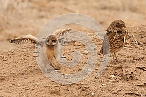 Burrowing Owl Chick