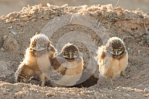 Burrowing Owl Chicks