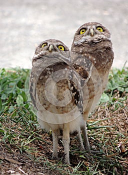 Burrowing Owl Chicks