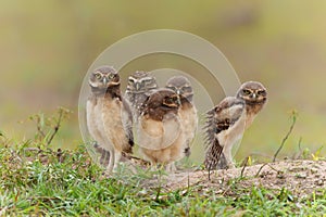 Burrowing owl with chicks standing on the burrow in the North Pantanal