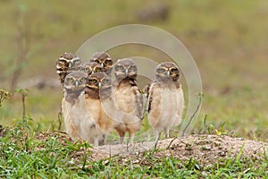 Burrowing owl with chicks standing on the burrow in the North Pantanal