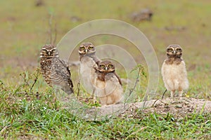 Burrowing owl chicks standing on the burrow in the North Pantanal