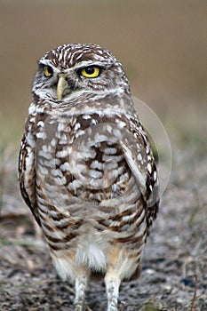 Burrowing owl close up profile