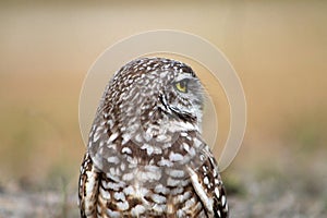 Burrowing owl close up profile