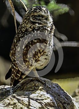 Burrowing Owl