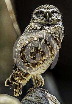 Burrowing Owl