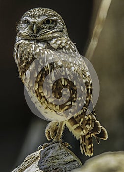 Burrowing Owl