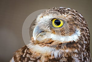 Burrowing Owl Closeup Portrait