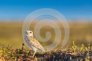 Burrowing Owl in a conservation park