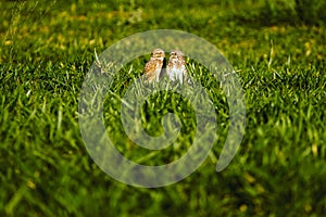 Burrowing owl couple on green lawn. It is an American bird of prey, terrestrial and with diurnal habits photo