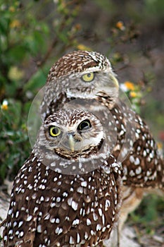 Burrowing owl couple portrait on field