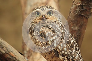 Burrowing owl