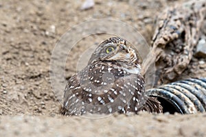 A burrowing owl with an disfigured beak