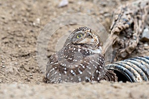 A burrowing owl with an disfigured beak photo