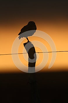 Burrowing owl at dusk