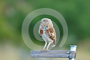 Burrowing Owl on Empty Sign - Large File - Green Background