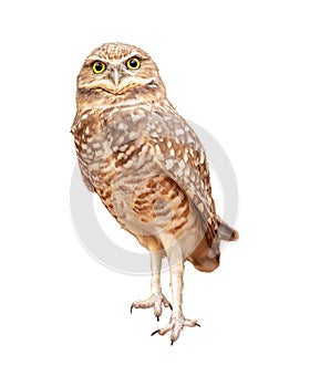 Burrowing Owl Facing Forward Extracted