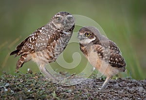 Burrowing Owl in Florida