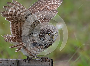 Burrowing Owl in Florida