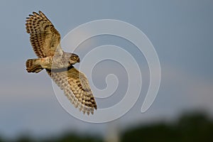Burrowing owl flying in blue sky with clouds and tree line silhouette