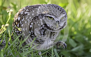 Burrowing Owl in the grass