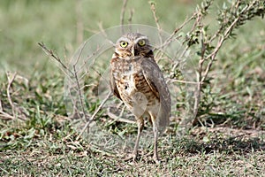 Burrowing owl on the grass in Venezuela