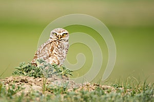 Burrowing Owl in Grasslands National Park