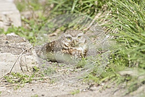 Burrowing owl in her nest , on the earth