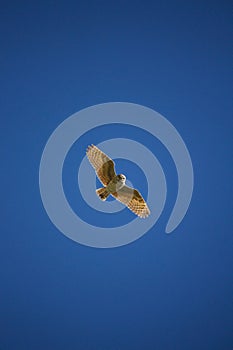Burrowing Owl Hovers Above