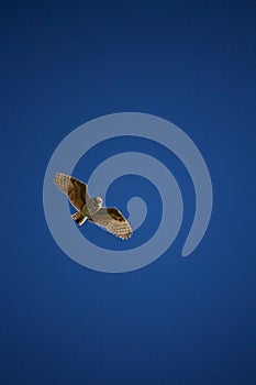 Burrowing Owl Hovers Above