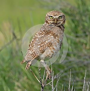 Burrowing Owl on the hunt