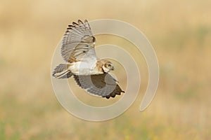 Burrowing Owl