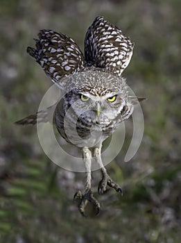 Burrowing Owl Landing