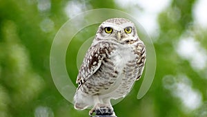 Burrowing owl or `Lechuza Vizcachera Athene cunicularia