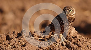 Burrowing Owl Looking Back