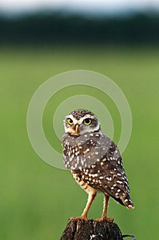 Burrowing owl looking back