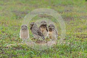 Burrowing owl in the North Pantanal in Brazil
