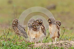 Burrowing owl in the North Pantanal in Brazil